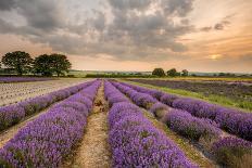 Alton Lavender Farm, Hampshire, Uk-Chris Button-Photographic Print
