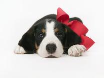 Puppy Wearing Red Bow-Chris Carroll-Framed Photographic Print