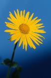 Great Leopard's-bane (Doronicum pardalianches) close-up of flower-Chris Demetriou-Stretched Canvas