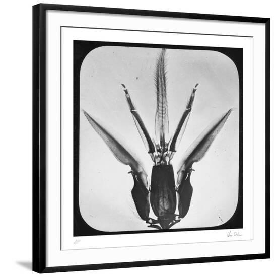 Collectable Print, , large