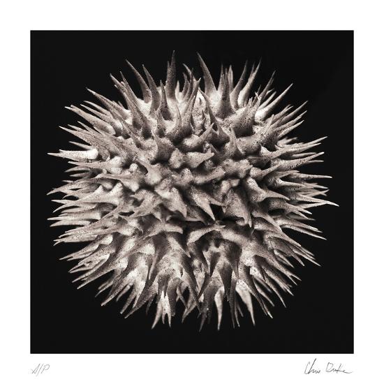 Collectable Print, , large