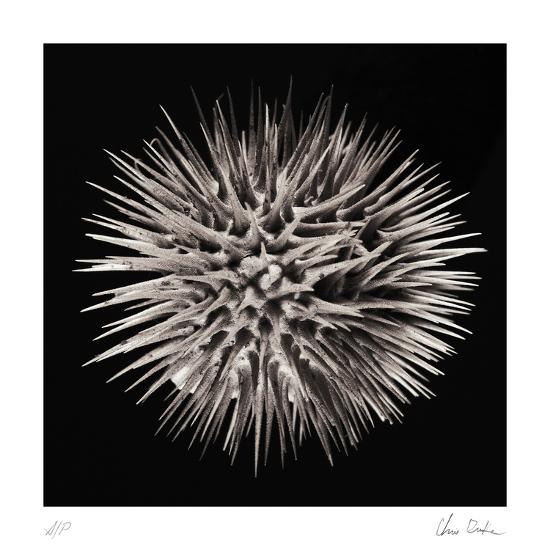 Collectable Print, , large