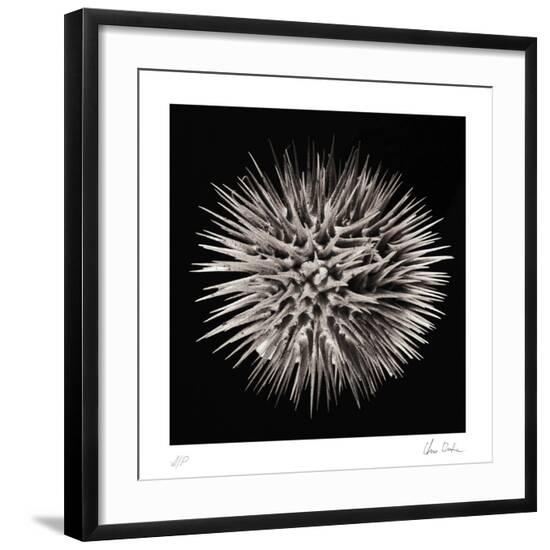 Collectable Print, , large