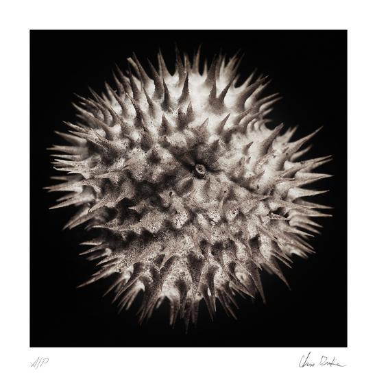 Collectable Print, , large