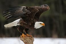 A Bald Eagle (Haliaeetus Leucocephalus) Taking Off.-Chris Hill-Photographic Print