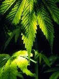 Cannabis Leaves-Chris Knapton-Mounted Photographic Print