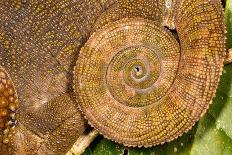 Geometer Moth (Geometridae) Caterpillar Also Known As A Looper Or Inch-Worm Caterpillar-Chris Mattison-Photographic Print