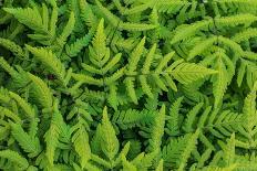 Close Up of Succulent Plant (Peperomia Columella) Cultivated Plant Form Peru. Focus-Stacked Image-Chris Mattison-Photographic Print