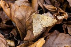 Geometer Moth (Geometridae) Caterpillar Also Known As A Looper Or Inch-Worm Caterpillar-Chris Mattison-Photographic Print