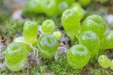 Close Up of Succulent Plant (Peperomia Columella) Cultivated Plant Form Peru. Focus-Stacked Image-Chris Mattison-Photographic Print