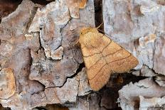 Geometer Moth (Geometridae) Caterpillar Also Known As A Looper Or Inch-Worm Caterpillar-Chris Mattison-Photographic Print