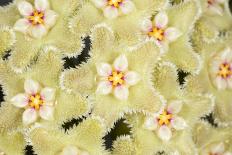 Stigma and Anthers of Cactus Flower (Notocactus Crassigibbus)-Chris Mattison-Photographic Print