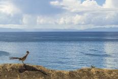 Road Runner View-Chris Moyer-Photographic Print