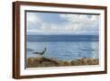 Brown Frame