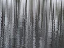 USA, New York State. Abstract reflection of winter trees.-Chris Murray-Stretched Canvas