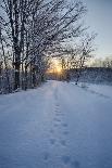 USA, New York State. Winter trees during a snowfall.-Chris Murray-Photographic Print