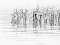 USA, New York State. River reeds, St. Lawrence River, Thousand Islands.-Chris Murray-Photographic Print