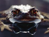 Common European Toad Female Portrait (Bufo Bufo) in Water, England-Chris Packham-Laminated Photographic Print