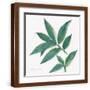 Brown Frame