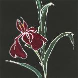 Iris on Black VI-Chris Paschke-Art Print