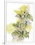 Gramercy White