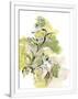 Gramercy White