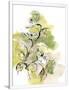 Gramercy White