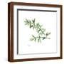 Brown Frame