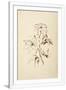Gramercy White