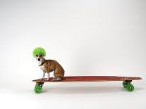 Dog with Helmet Skateboarding-Chris Rogers-Photographic Print