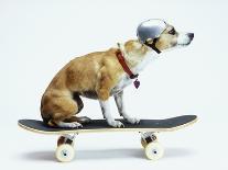 Dog with Helmet Skateboarding-Chris Rogers-Photographic Print