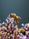 A Bee on a Lavender Flower-Chris Sch?fer-Framed Stretched Canvas