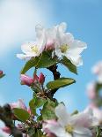 Morello Cherries on a Tree-Chris Schäfer-Photographic Print