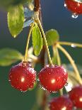 Morello Cherries on a Tree-Chris Schäfer-Photographic Print