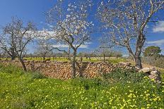 Europe, Spain, Majorca, Meadow, Yellow Flowers, Almonds-Chris Seba-Photographic Print