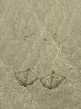 California Gull (Larus californicus) take-off footprints in sand, Copalis Beach-Chris & Tilde Stuart-Photographic Print