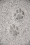 Jaguar (Panthera onca) front footprint in mud after rain shower, Belize-Chris & Tilde Stuart-Mounted Photographic Print