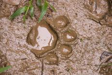Jaguar (Panthera onca) front footprint in mud after rain shower, Belize-Chris & Tilde Stuart-Mounted Photographic Print