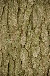 Kentucky Coffeetree (Gymnocladus dioicus) close-up of bark, Kentucky, USA, October-Chris & Tilde Stuart-Photographic Print