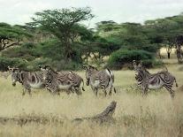 Zebras Pause on the Savannah in the Shaba Game Reserve-Chris Tomlinson-Mounted Photographic Print