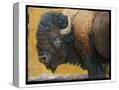 Stretched Canvas