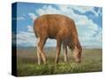 Stretched Canvas