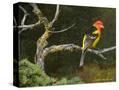 Stretched Canvas