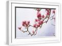 White Frame