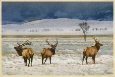 Refuge Elk-Chris Vest-Art Print