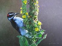 Woodpecker Mullen-Chris Vest-Art Print