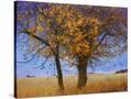 Stretched Canvas