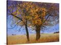 Stretched Canvas
