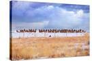 Stretched Canvas