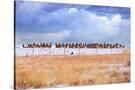 Stretched Canvas
